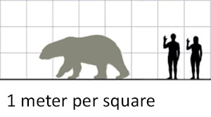 Scale showing size of a polar bear vs. an average man and woman