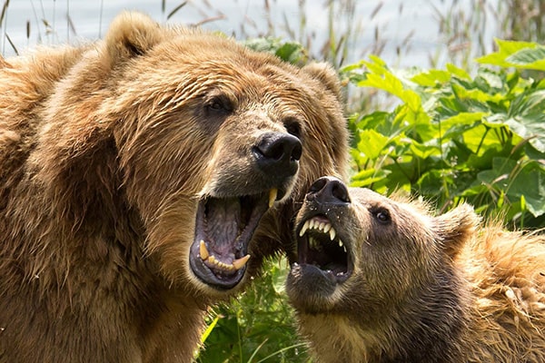 Grizzly bear mother and cub, snarling
