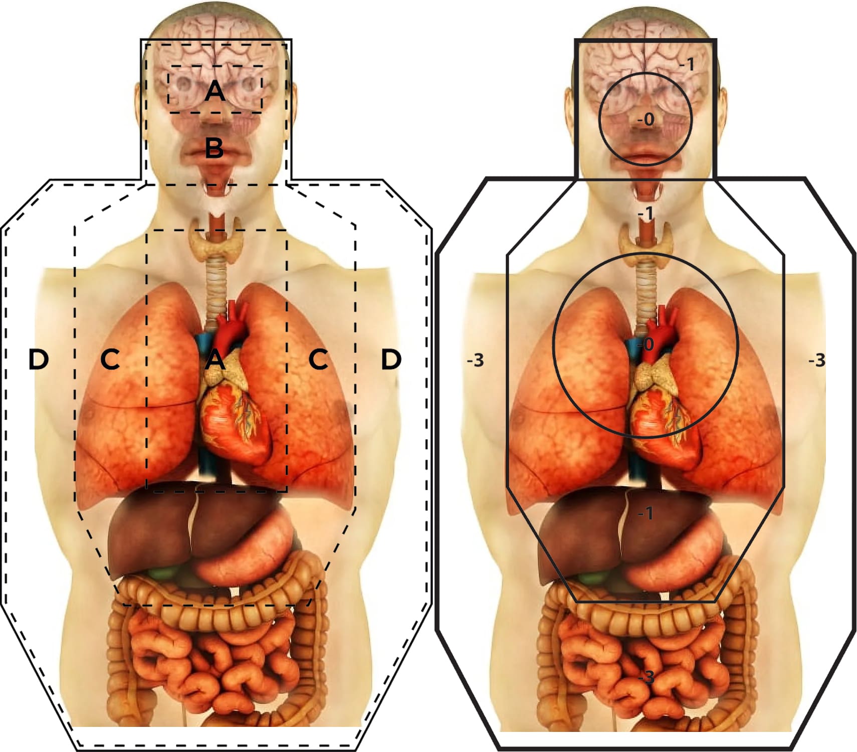 USPSA and IDPA targets overlaid on human anatomy torso.