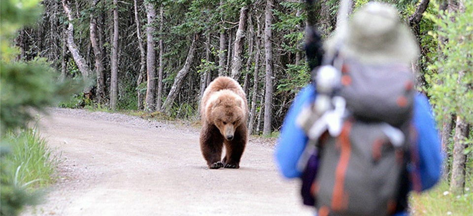 Bear Encounter